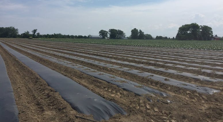 Produce at Agle Farm in Eden (WBEN Photo/Mike Baggerman)
