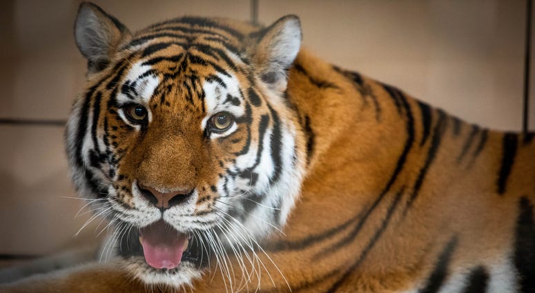 Zhanna the Amur Tiger