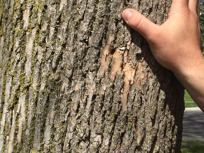 An affected Ash tree at Delaware Park (WBEN Photo/Mike Baggerman)