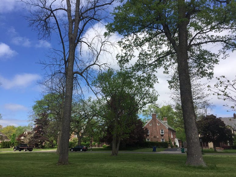 Dead ash tree (left) and a recovering ash tree (right) (WBEN Photo/Mike Baggerman)