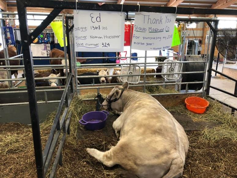 Cow at the Erie County Fair. August 15, 2019 (WBEN Photo/Mike Baggerman)
