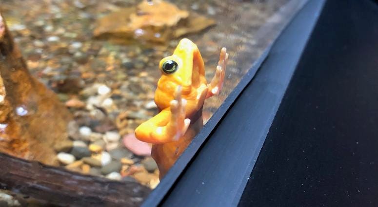 Buffalo Zoo's Donna M. Fernandes Amphibian and Reptile Center at the Buffalo Zoo. May 22, 2019 (WBEN Photo/Mike Baggerman)