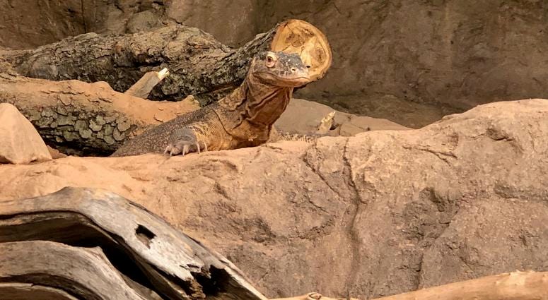 Buffalo Zoo's Donna M. Fernandes Amphibian and Reptile Center at the Buffalo Zoo. May 22, 2019 (WBEN Photo/Mike Baggerman)