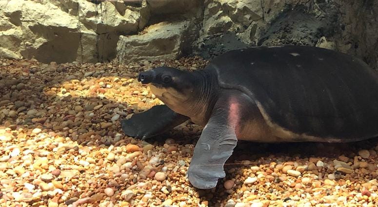 Buffalo Zoo's Donna M. Fernandes Amphibian and Reptile Center at the Buffalo Zoo. May 22, 2019 (WBEN Photo/Mike Baggerman)