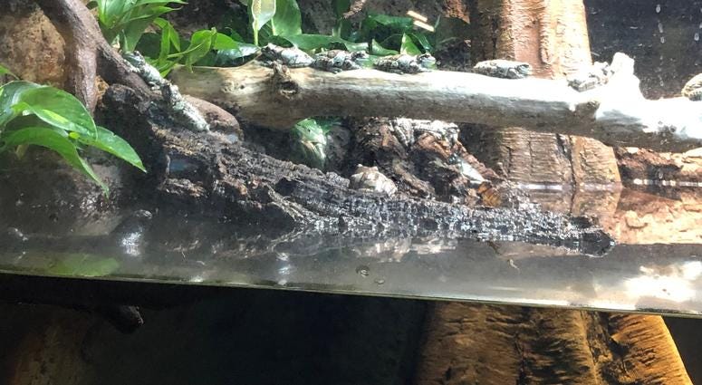 Buffalo Zoo's Donna M. Fernandes Amphibian and Reptile Center at the Buffalo Zoo. May 22, 2019 (WBEN Photo/Mike Baggerman)
