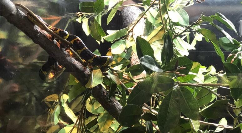 Buffalo Zoo's Donna M. Fernandes Amphibian and Reptile Center at the Buffalo Zoo. May 22, 2019 (WBEN Photo/Mike Baggerman)