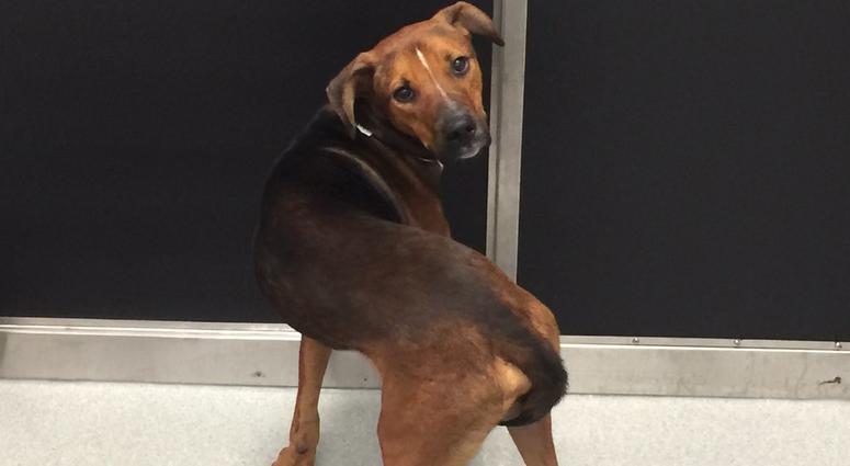 One of the dogs transferred to the SPCA Serving Erie County from New Jersey (WBEN Photo/Mike Baggerman)