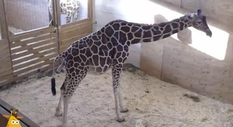 April the Giraffe (Photo: USA Today)