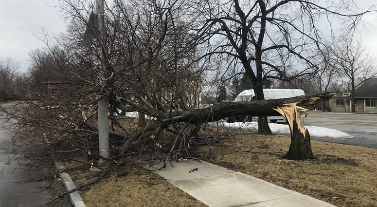 Tree snapped at Elmwood and Nottingham in Buffalo Sunday