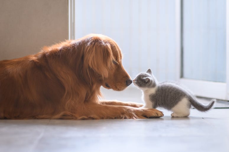 Adorable Pets Adorable Pets
