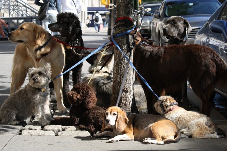 All the Dogs All the Dogs