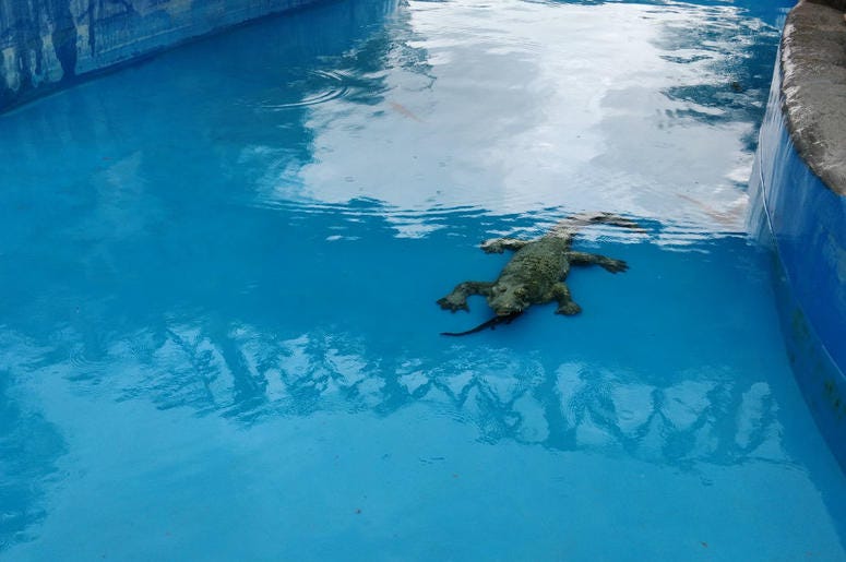 Alligator in pool