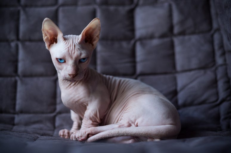 Angry Cat on Couch Angry Cat on Couch