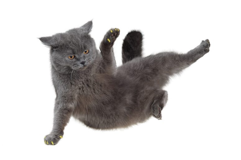 Breakdancing Cat Breakdancing Cat