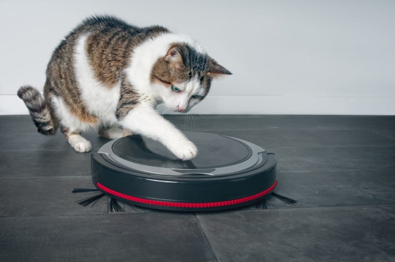 Cat and Vacuum Cat and Vacuum