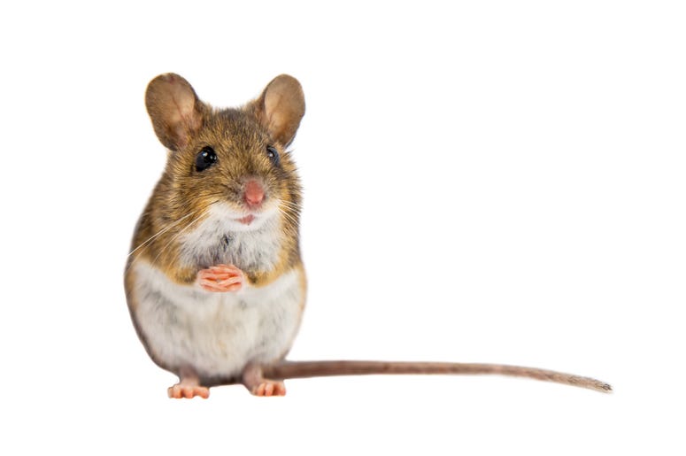 Cute Mouse Cute Mouse