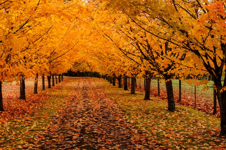 Fall Nature
