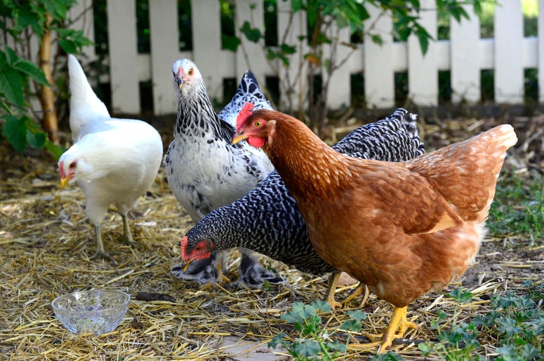 Chickens