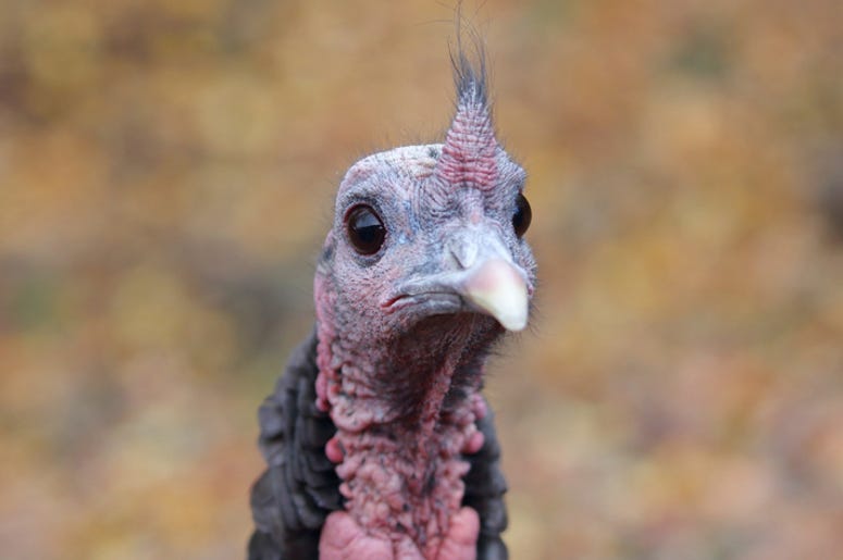 turkey