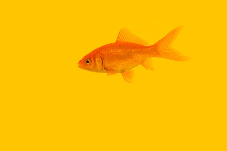goldfish