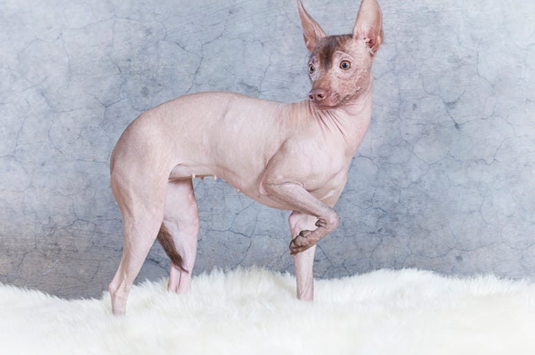 shaved dog