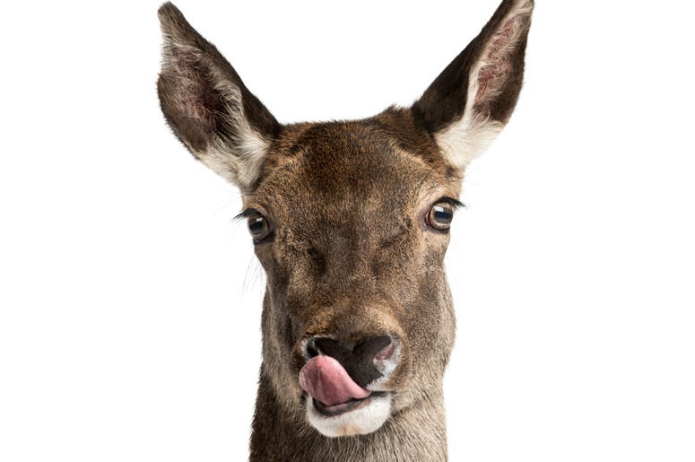 Hello Deer