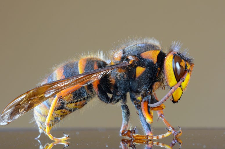 murder hornet