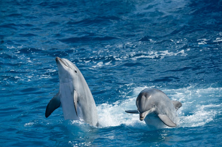 Dolphins playing Dolphins playing