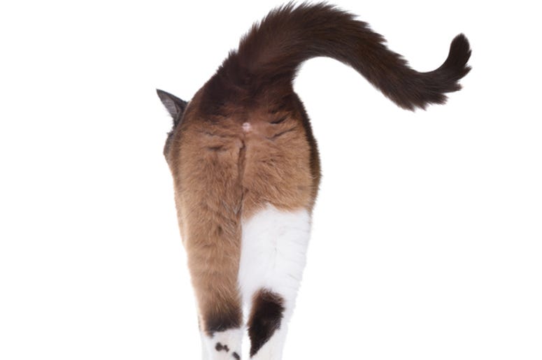 cat butt