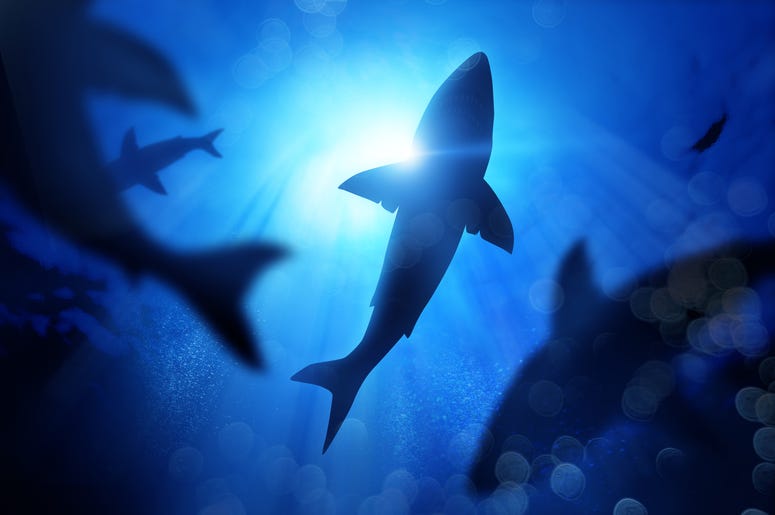 Shark