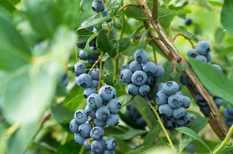 Blueberries