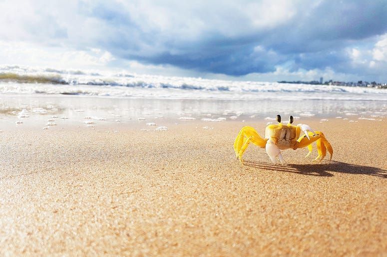 Crab