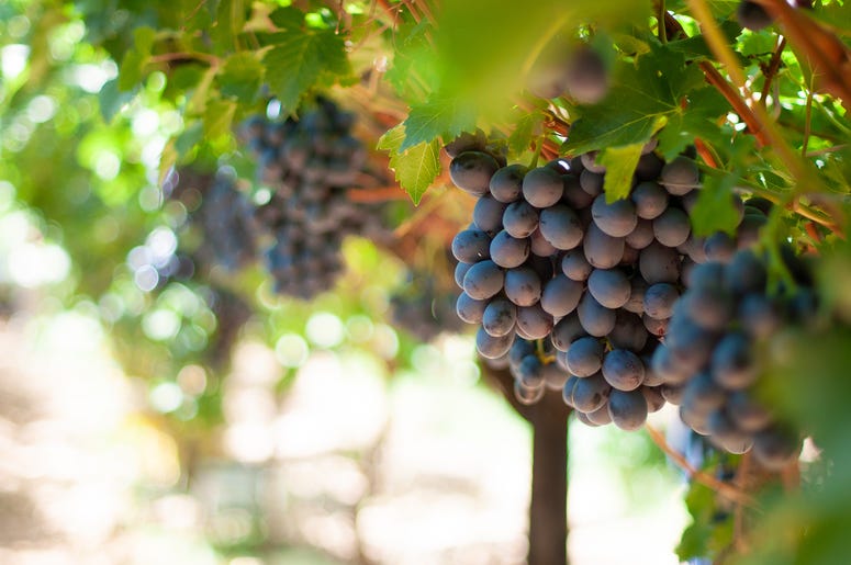 Winery