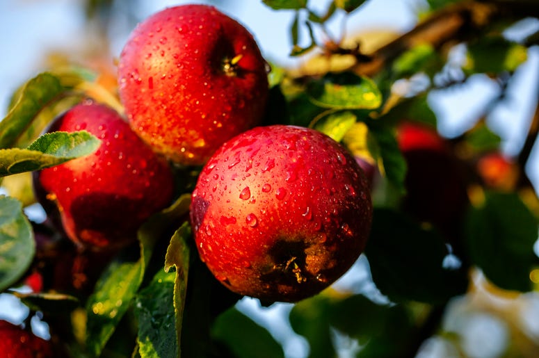 Apple