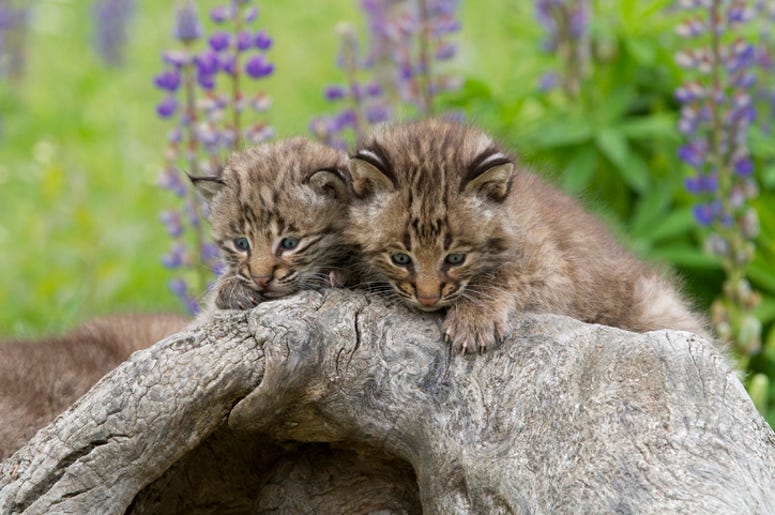 bobcat
