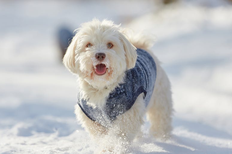 Happy Snowy Dog Happy Snowy Dog