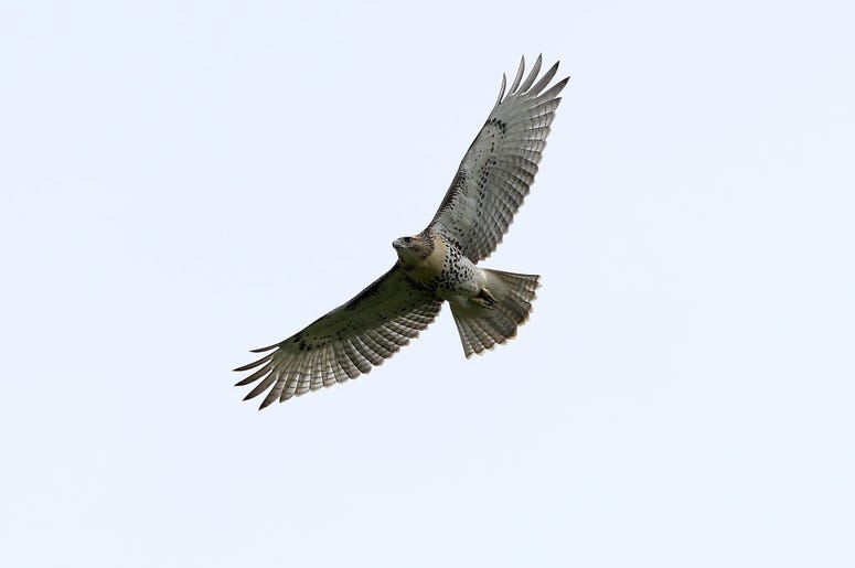 Hawk in Flight Hawk in Flight