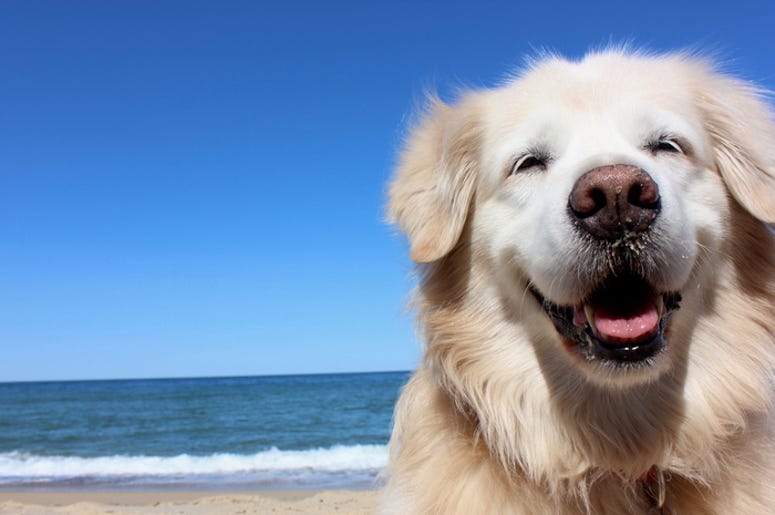 Smiling Dog Smiling Dog