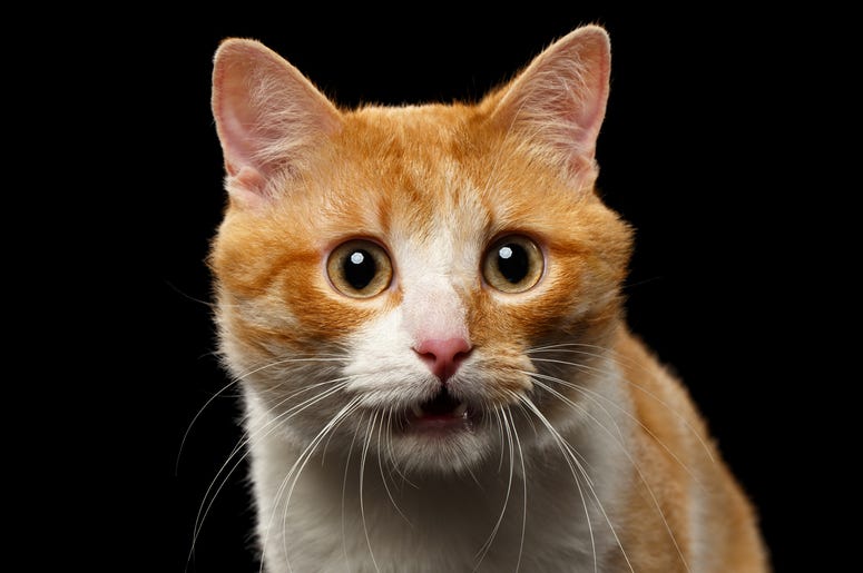 Surprised Cat Surprised Cat