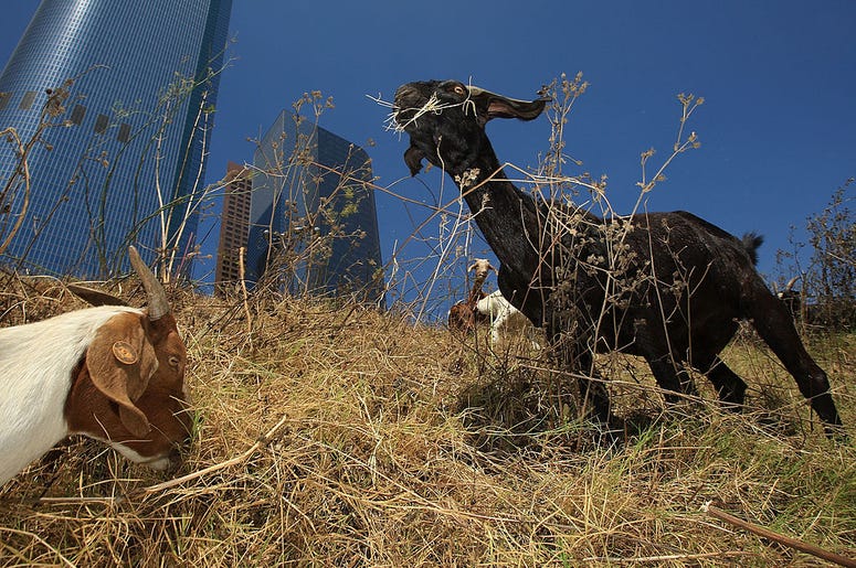 Urban Goats Urban Goats