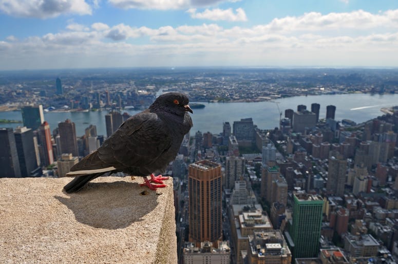 Pigeon in New York Pigeon in New York
