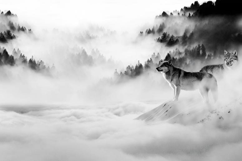 Wolves in Winterfell Wolves in Winterfell