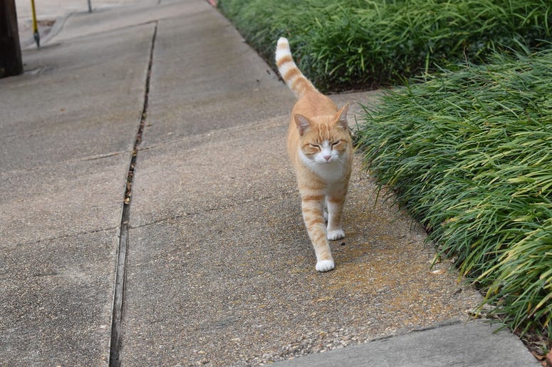 cat walking on sidewalk