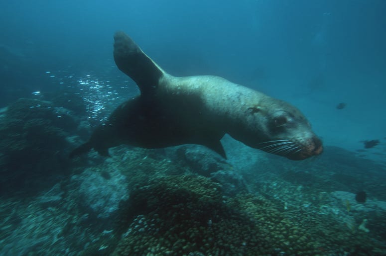 Sea Lion Sea Lion