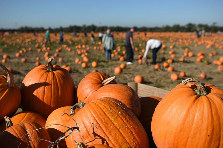 Pumpkin patch