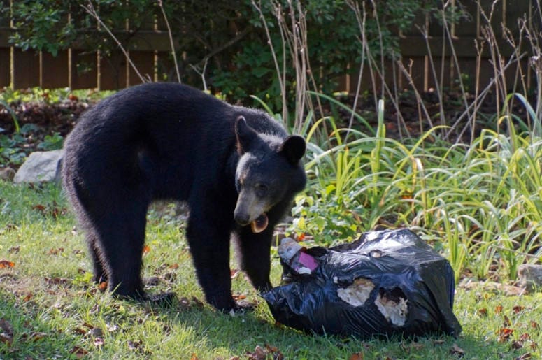 Bear rooting through trash Bear rooting through trash