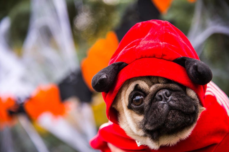 Dog