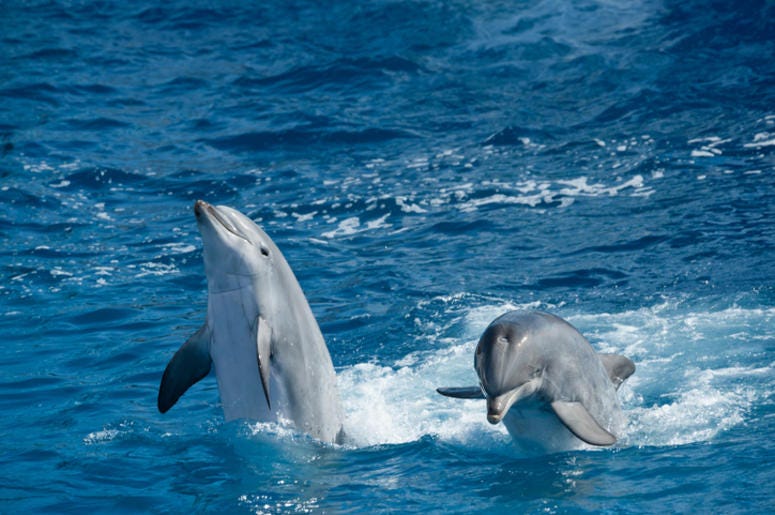 Dolphins playing Dolphins playing