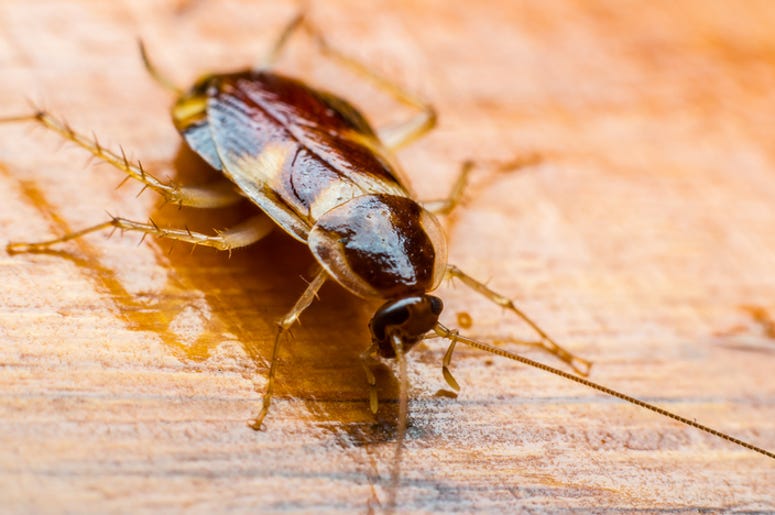 roach