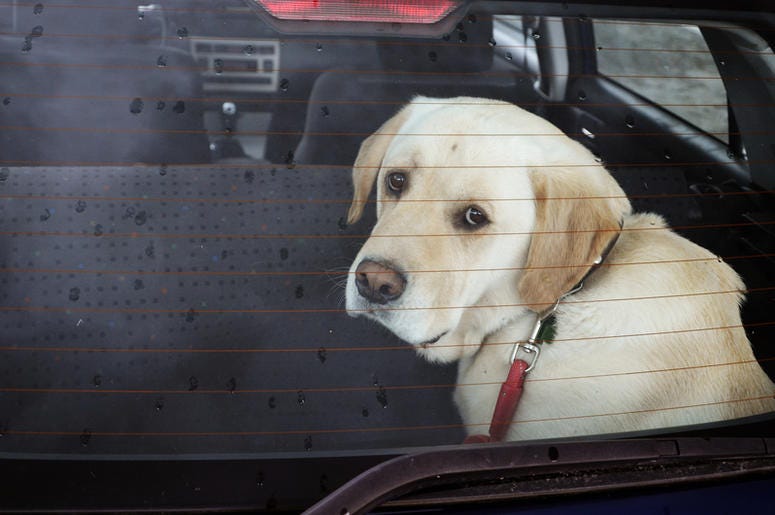 Dog In Car Dog In Car